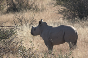 Baby Rhino