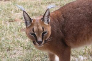 Caracal close up