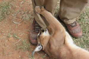 Caracal bite close up (just the pants)