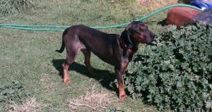 Shaka the Bavarian Bloodhound