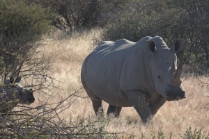 Mother and baby Rhino