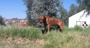 Voodoo the Rhodesian Ridgeback