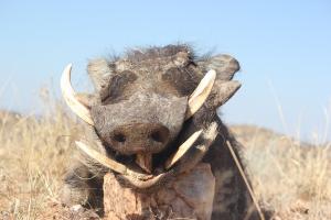 Warthod close up