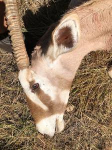 Golden gemsbok facial marking; gold vs black.