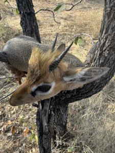 Ben dik dik