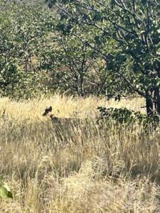 Dik Dik