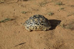 Leopard tortoise