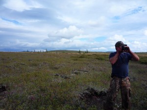 Glassing for moose    