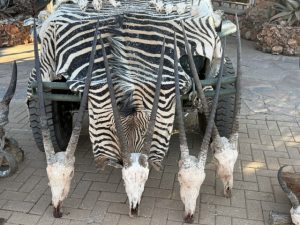 Gemsbok