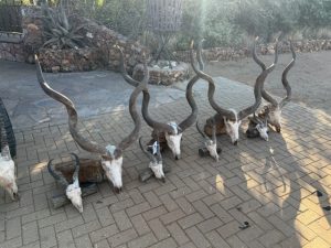 Kudu