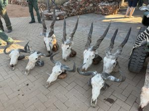 Eland/Wildebeest