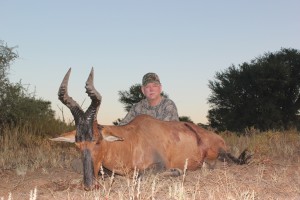 Red Hartebeest   