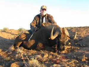 Black Wildebeest 