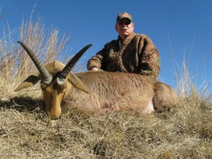 Common Reedbuck 