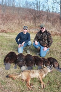 OH Beavers and Coyote 