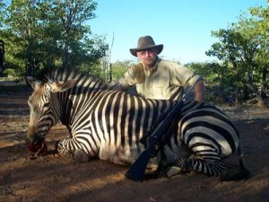 Mountain Zebra 